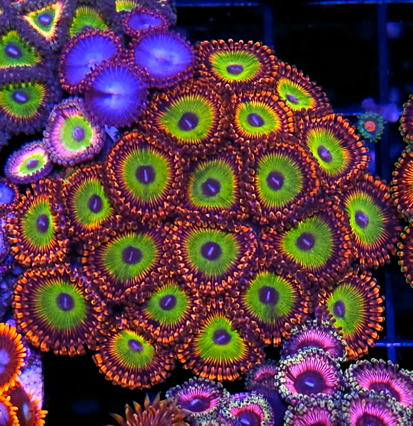 Candy Apple Mix Zoa Colony