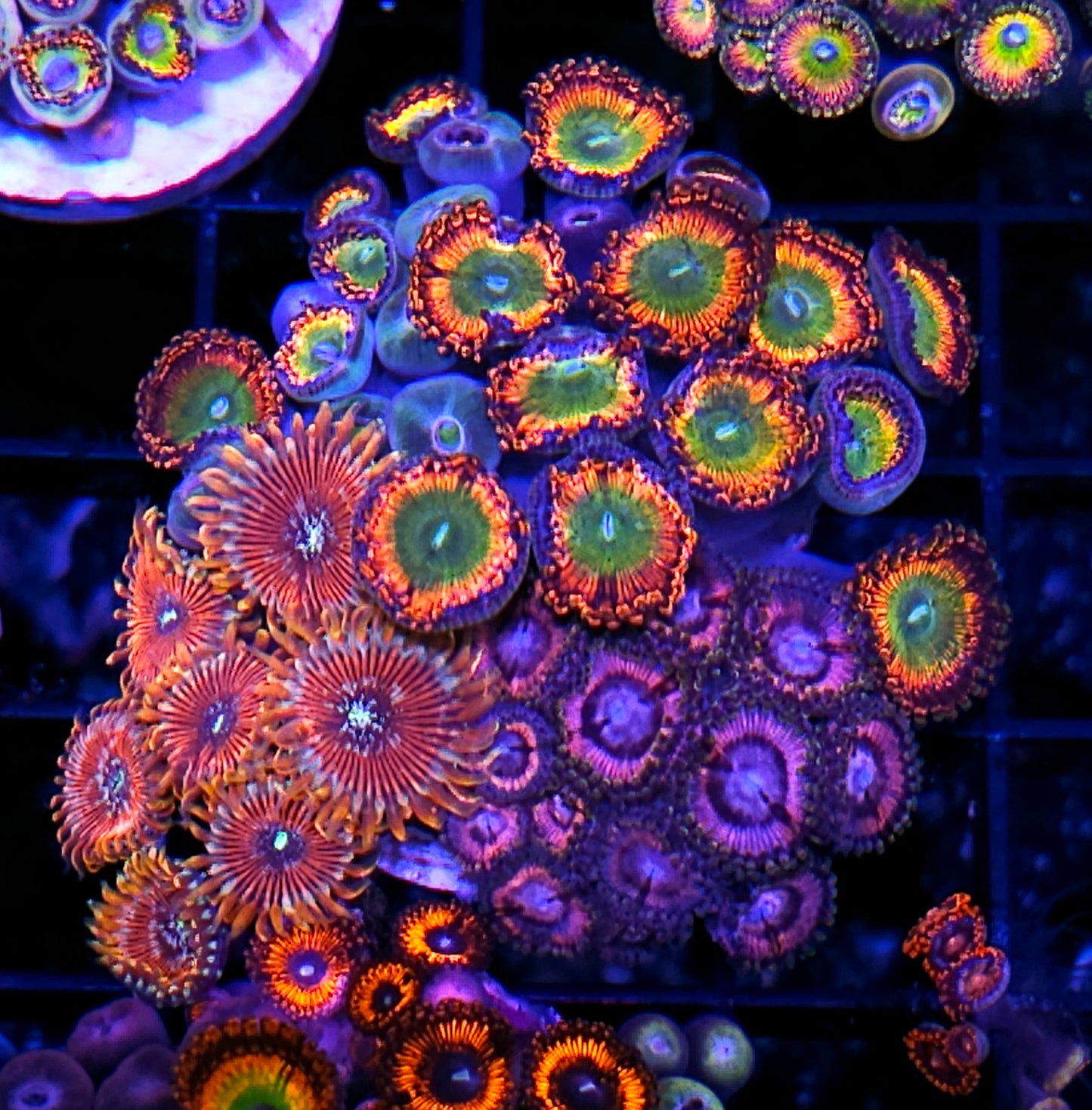 Bowser & Zipper Mix Zoa Colony
