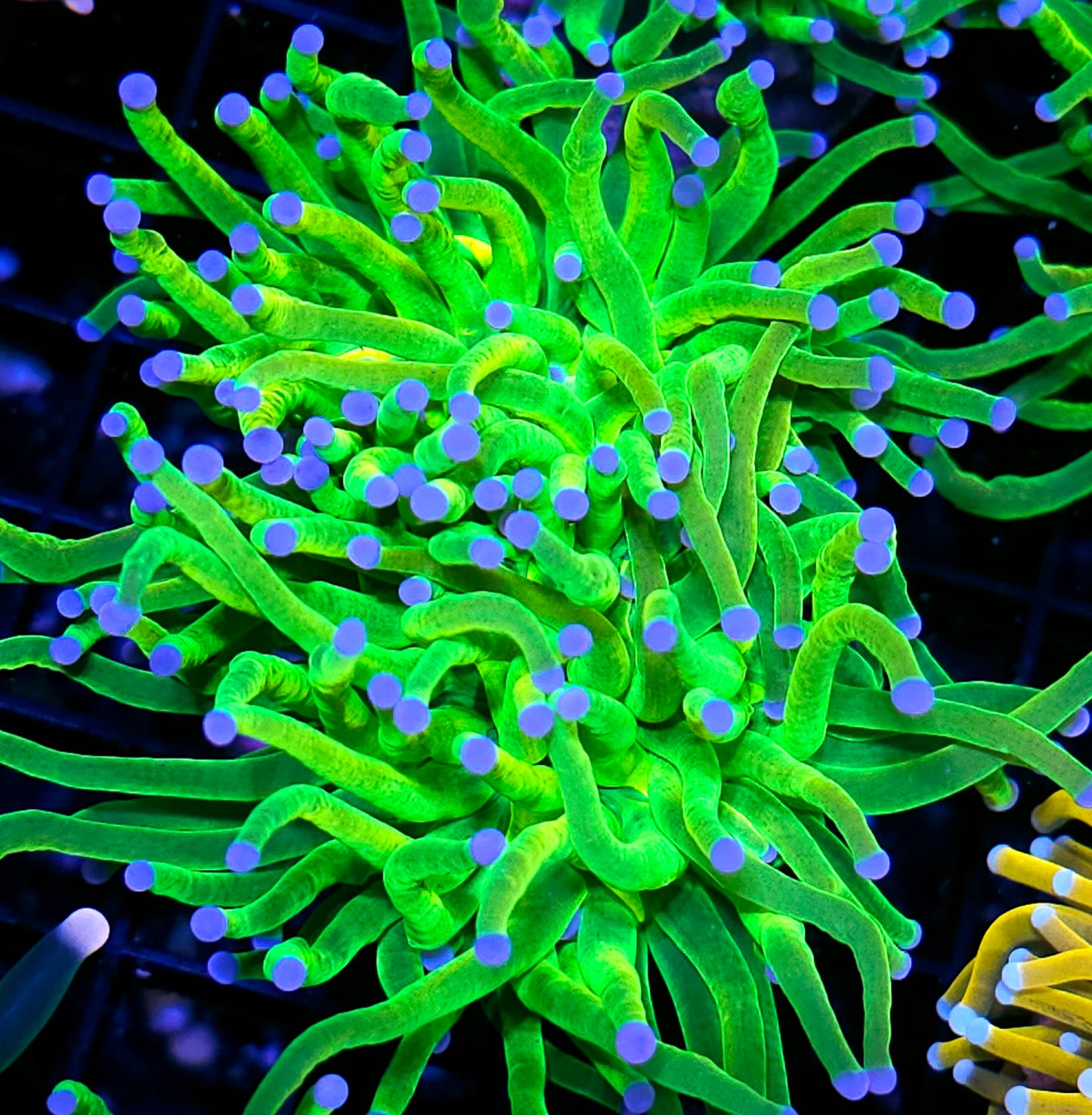 Double Closet Freak Holy Grail Torch