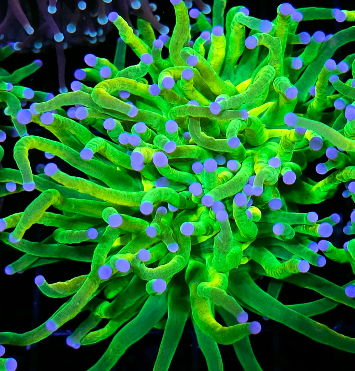 Closet Freak Holy Grail Torch