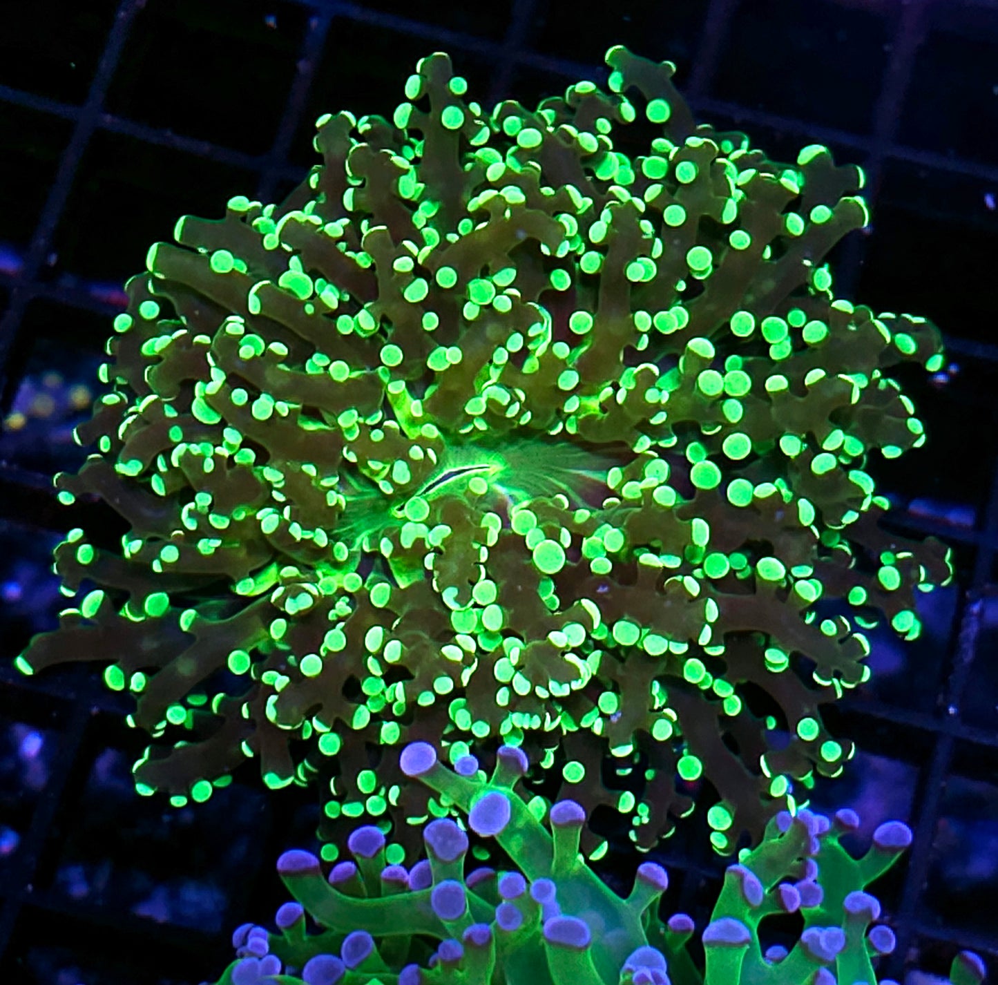 Oscar the Grouch Kingspawn