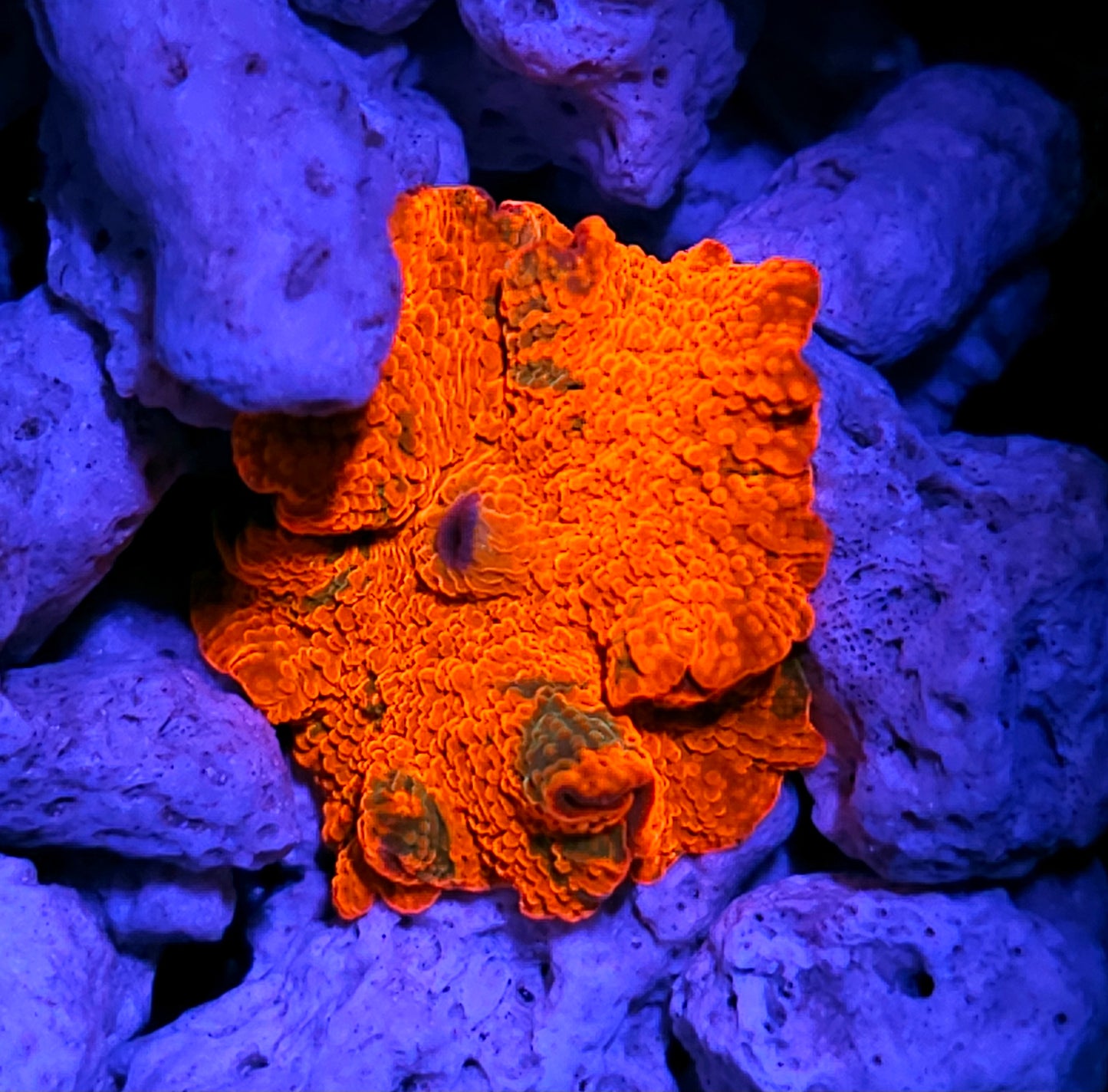 Epic Candy Crush Jawbreaker Mushroom