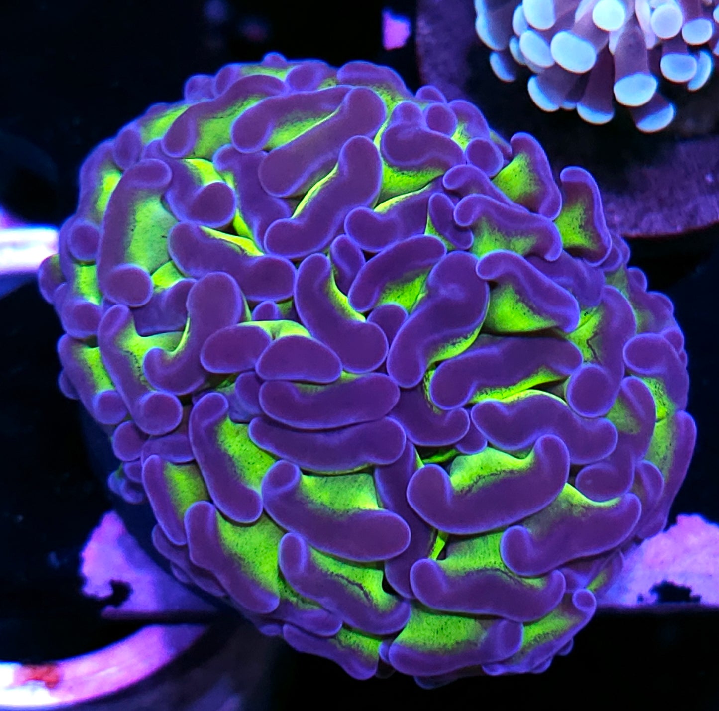 Gamma Rays Branching Hammer