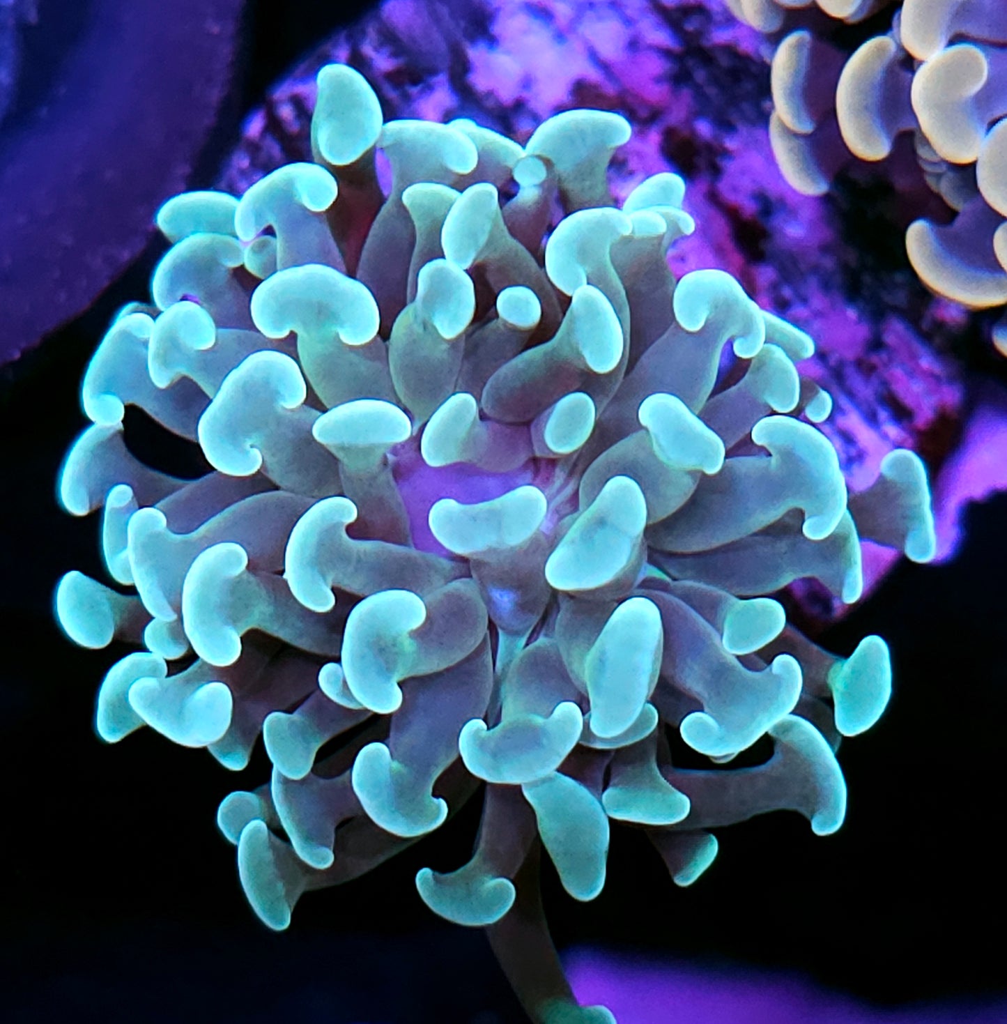 Wintermint Branching Hammer