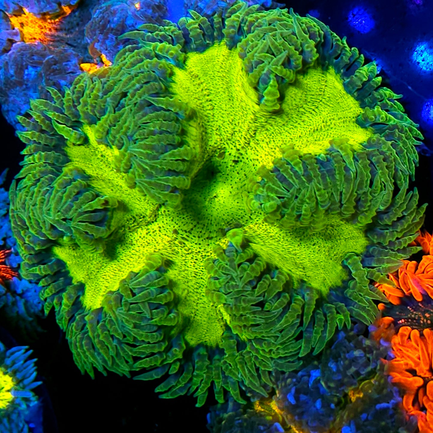 Biohazard ☣️ Flower Anemone