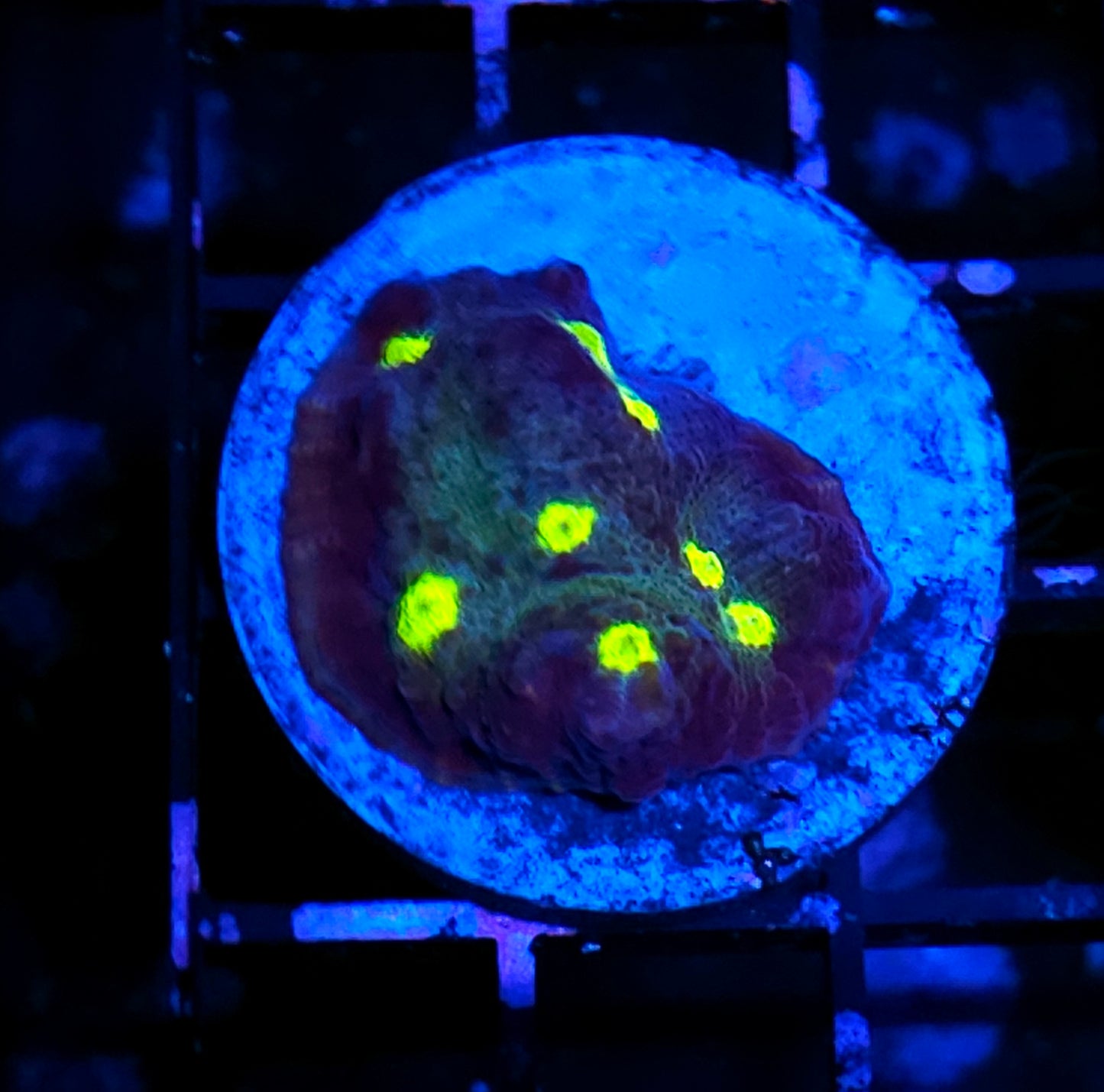 Northern Lights Chalice