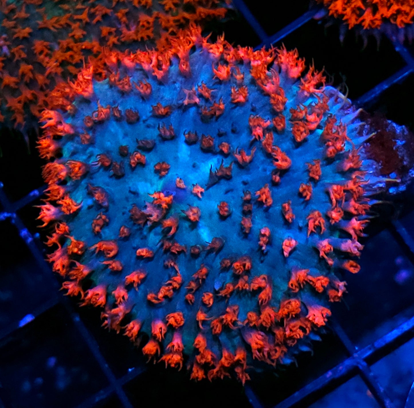 3" Bad Ass St Thomas Mushroom