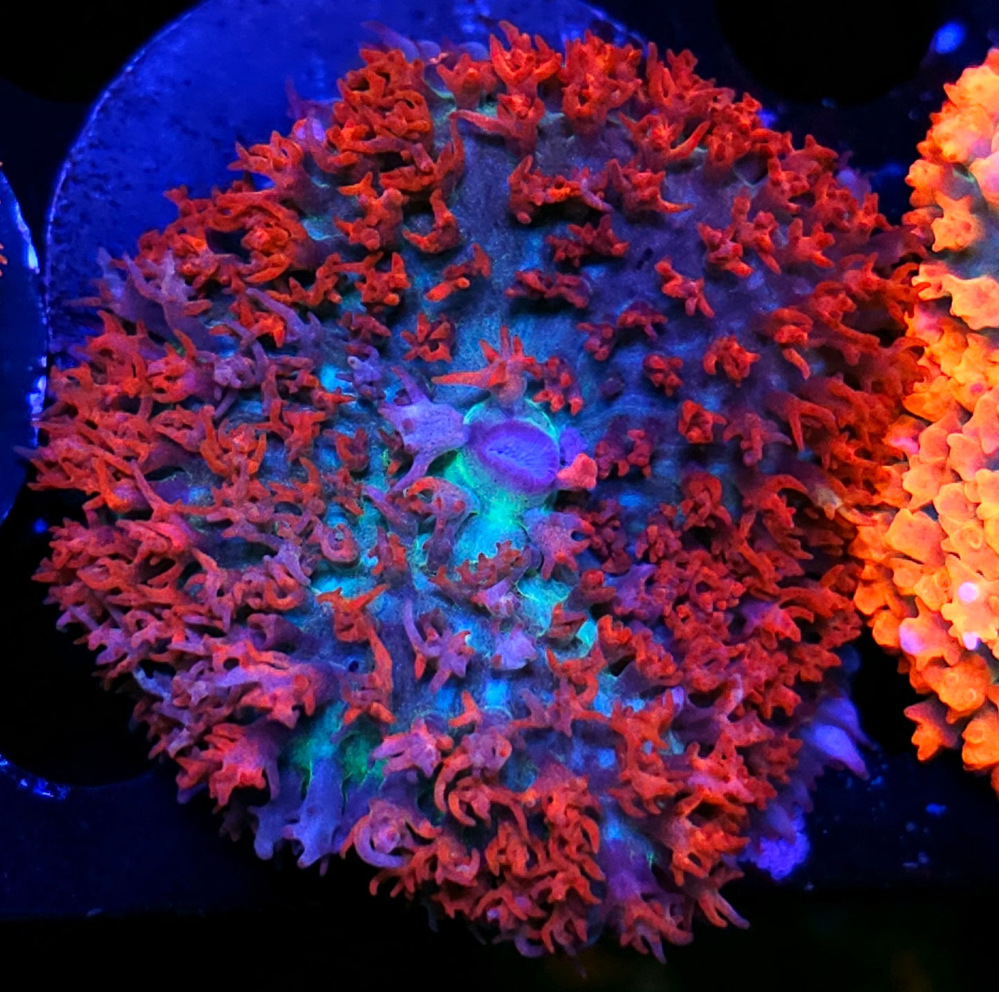 Customer Appreciation St Thomas Deal