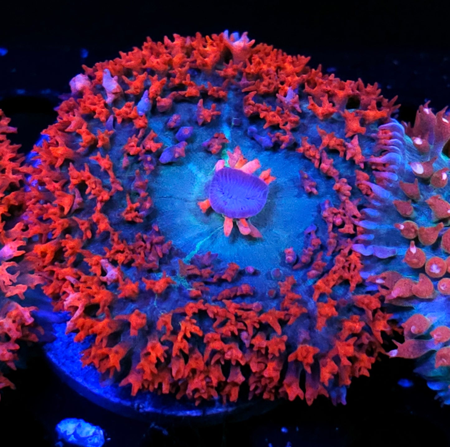 Customer Appreciation St Thomas Deal