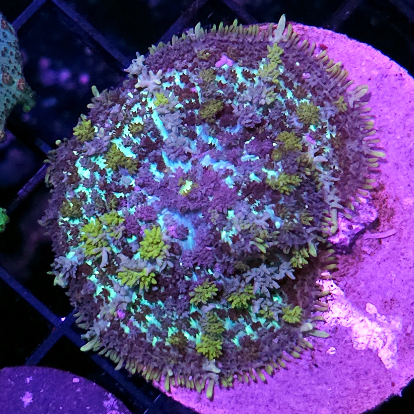 3" Rare Flower Garden Bounce Mushroom