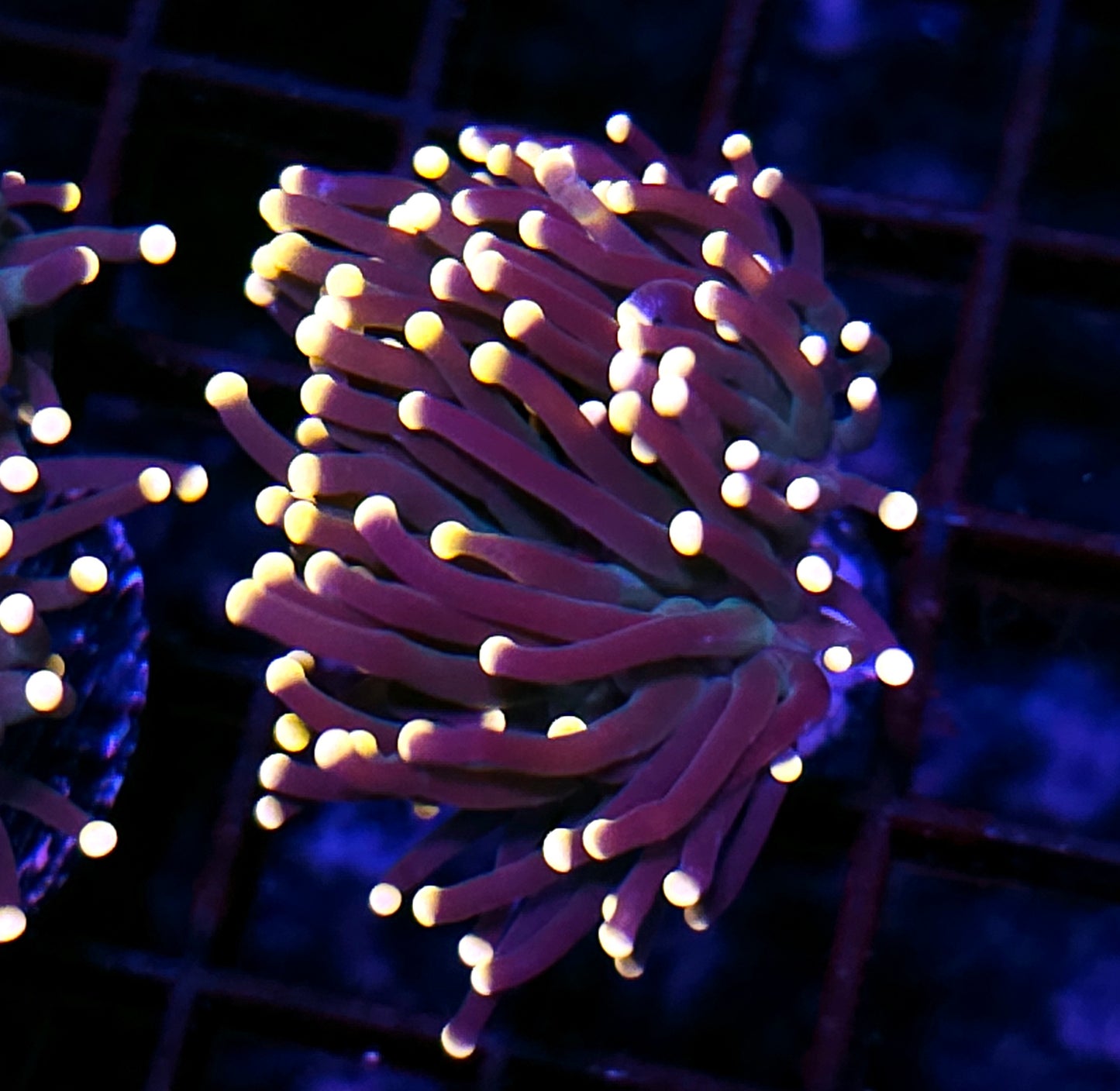 Taipei Rainbow Torch