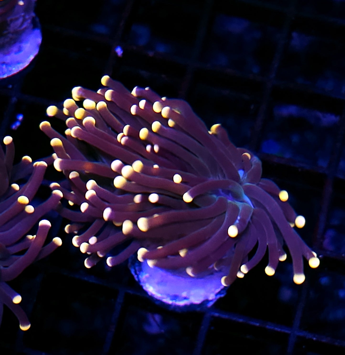 Taipei Rainbow Torch