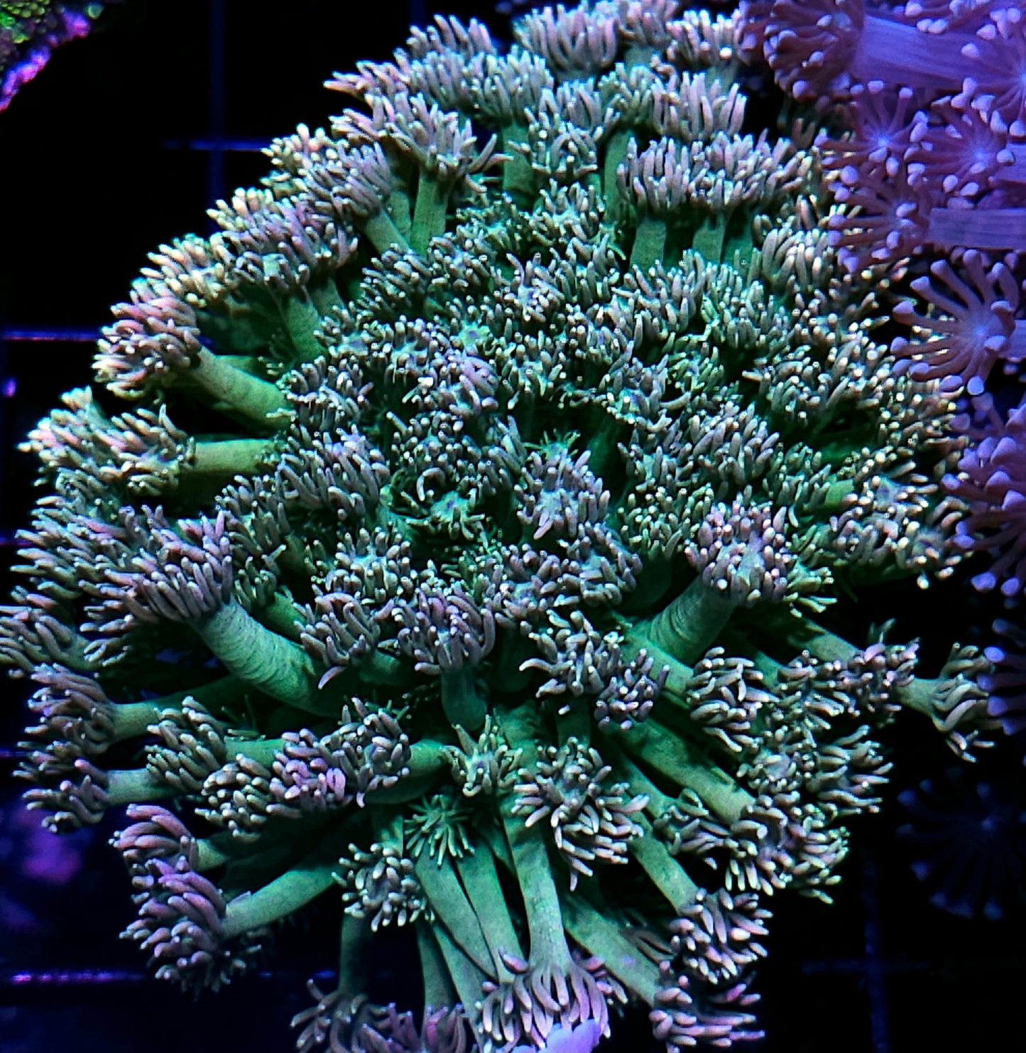 Rainbow Tip π Goniopora Colony