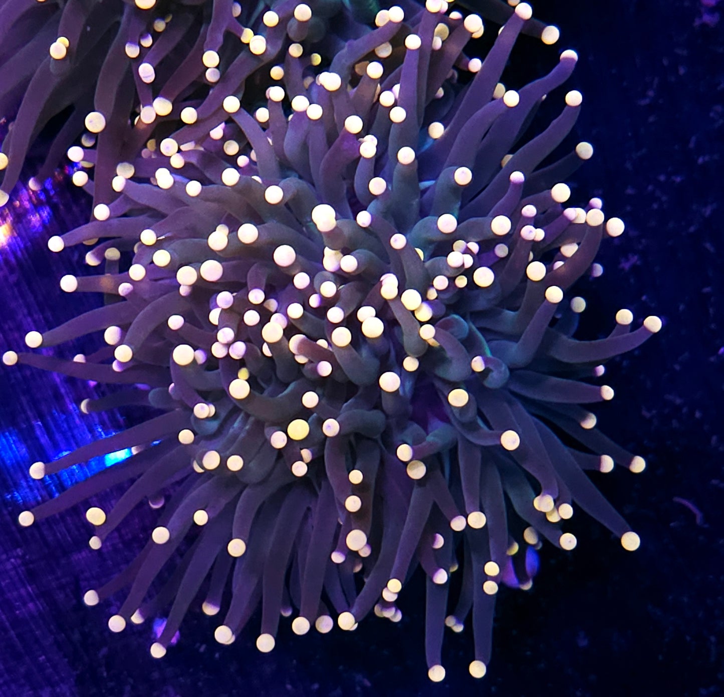 Taipei Rainbow Torch Double?