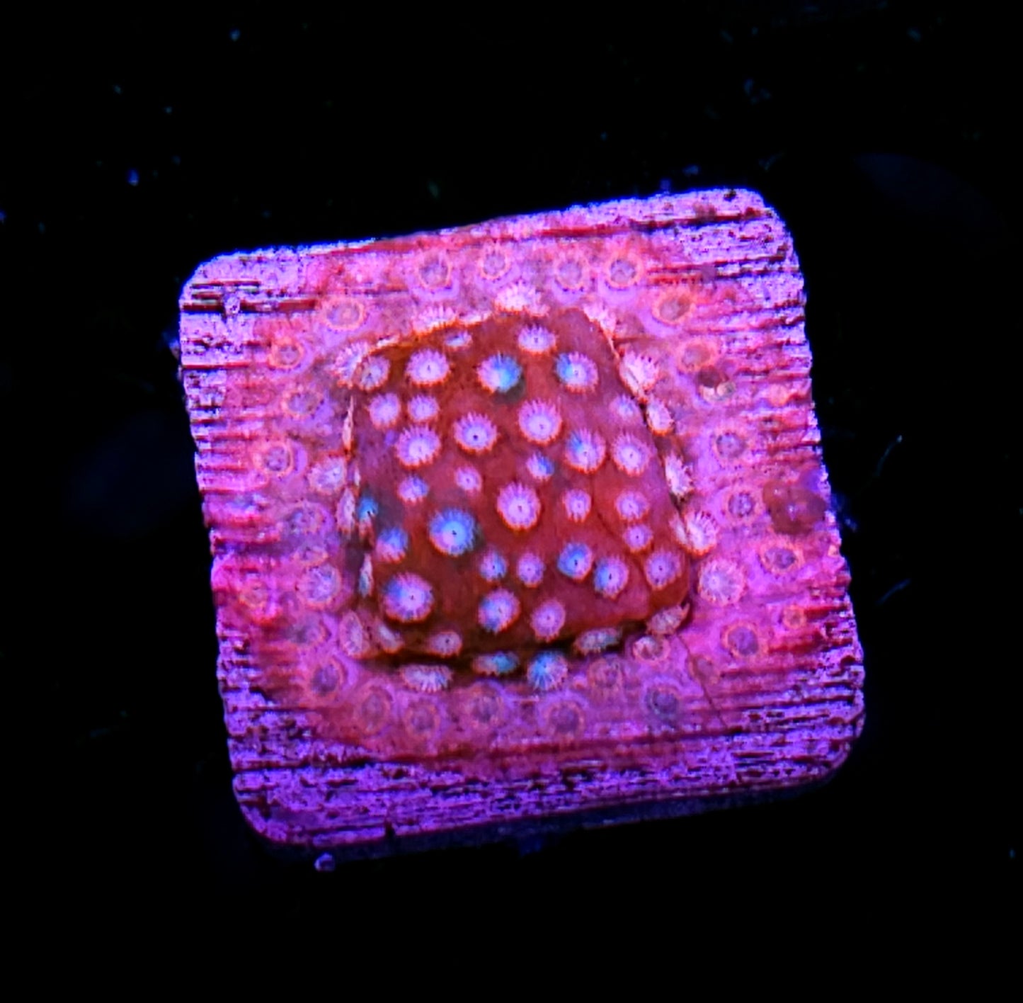 Circuit Blower Cyphastrea