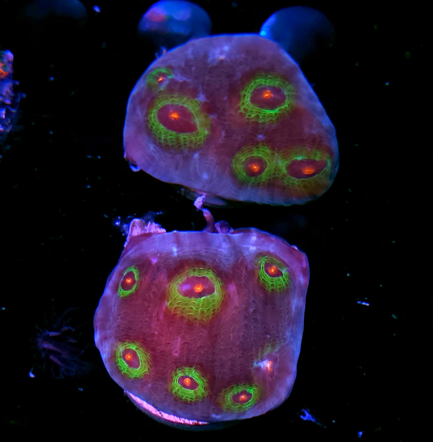 Not WYSIWYG 2 Available