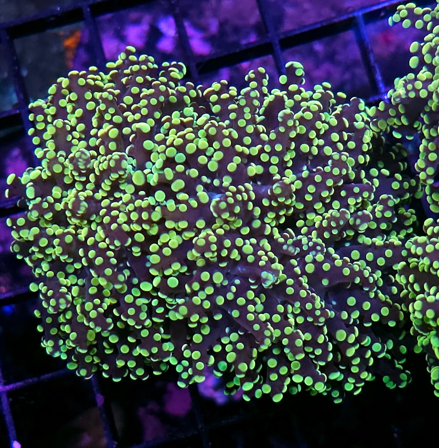 Double Lakers Yayemensis