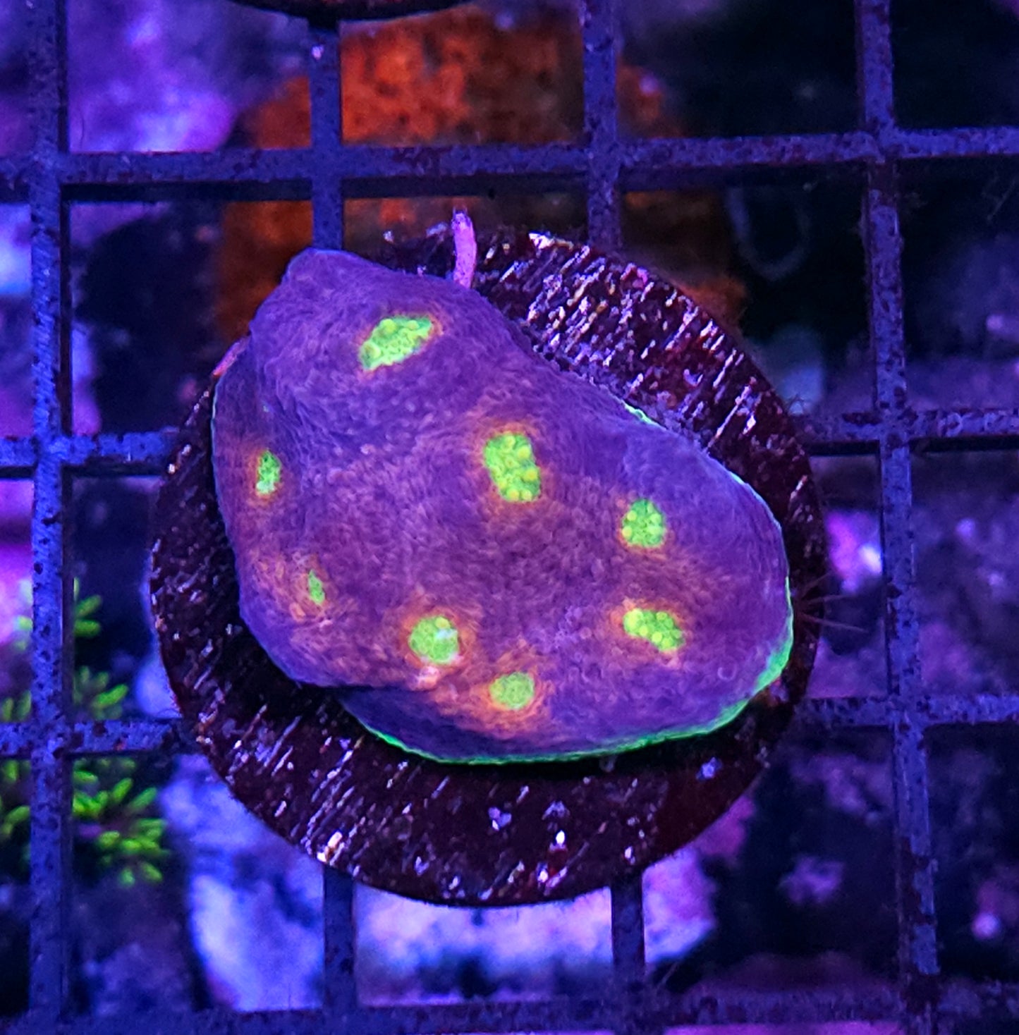 HF Fantasy Island Chalice OOAK