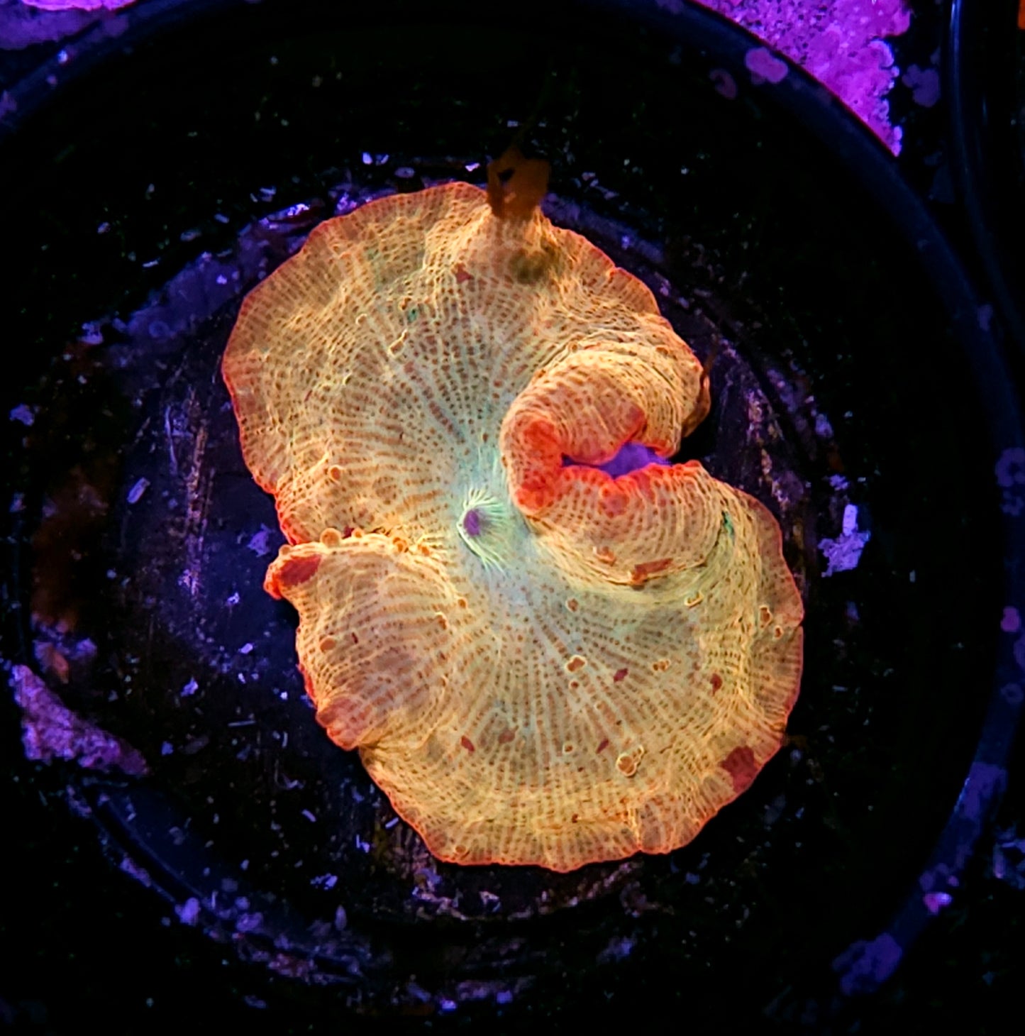 Rainbow Jawbreaker Mushroom