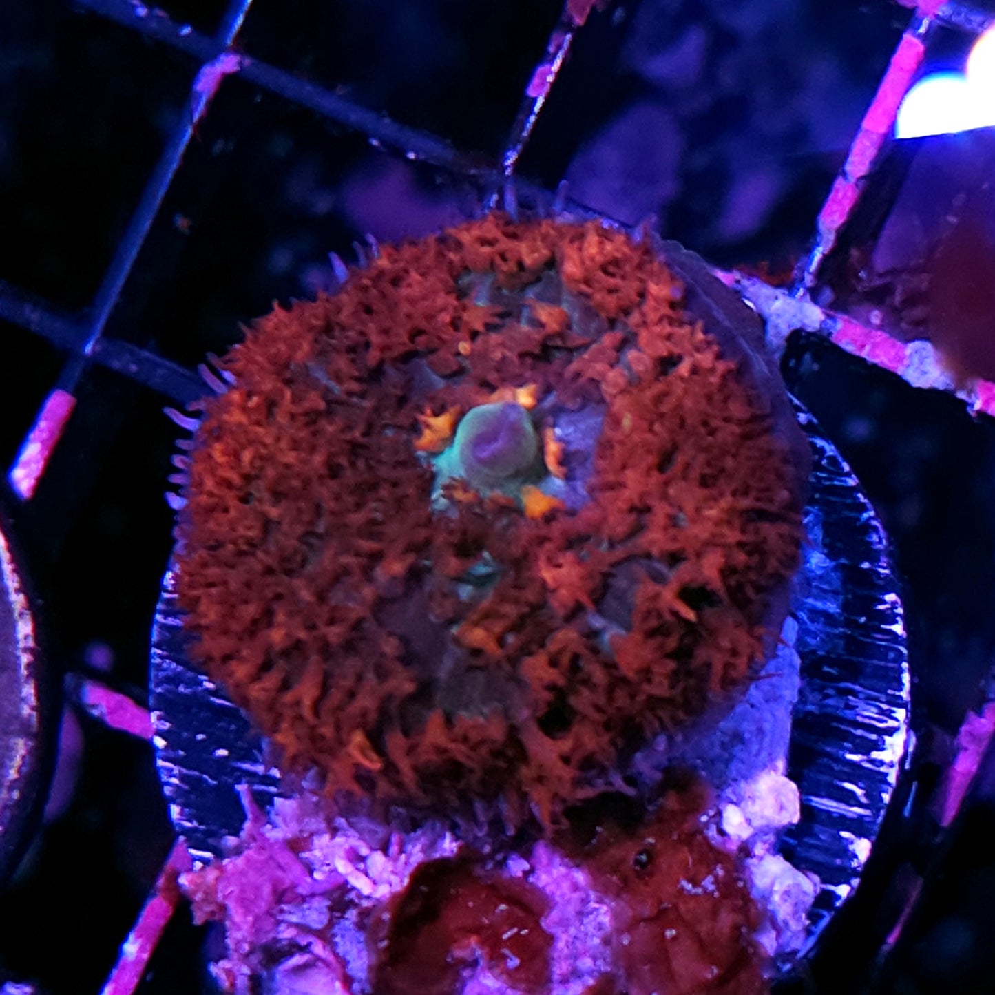 Customer Appreciation St Thomas Deal