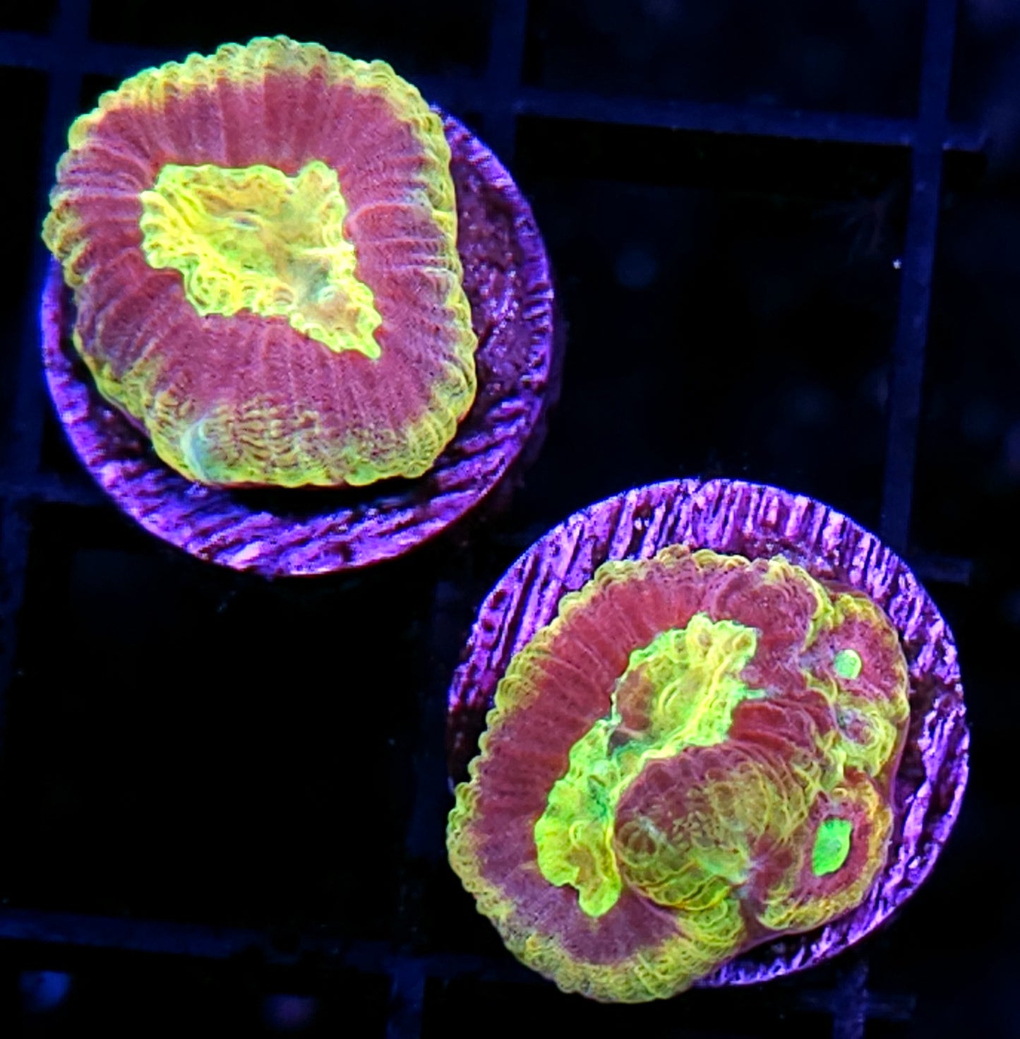 HF Psycho Combustion Favia NOT WYSIWYG