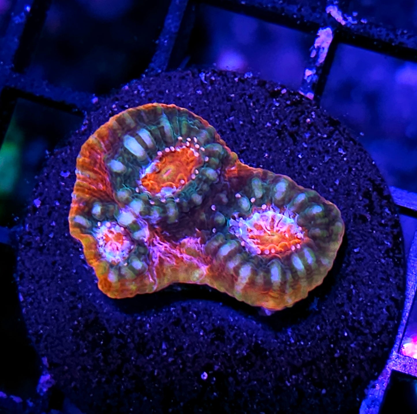 HF Void Jumper Chalice