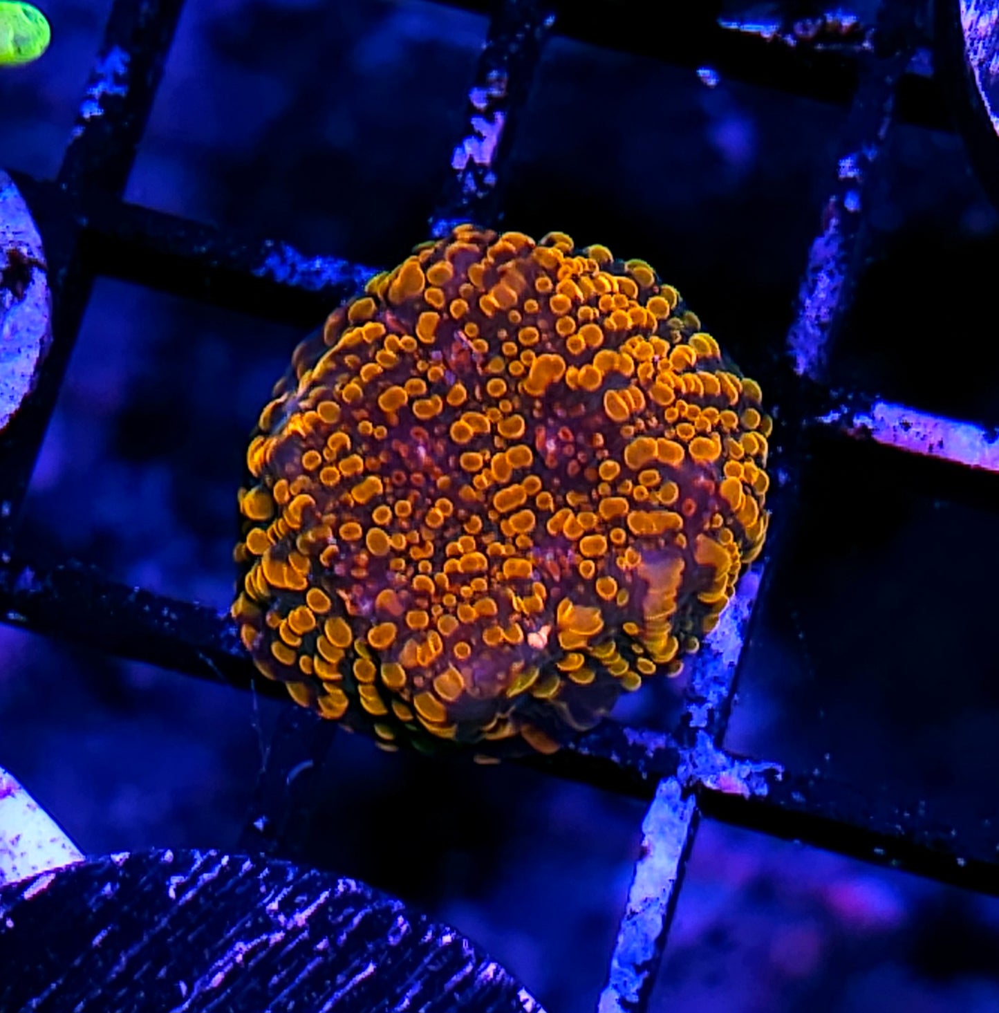 CC Cloud Berries Chalice