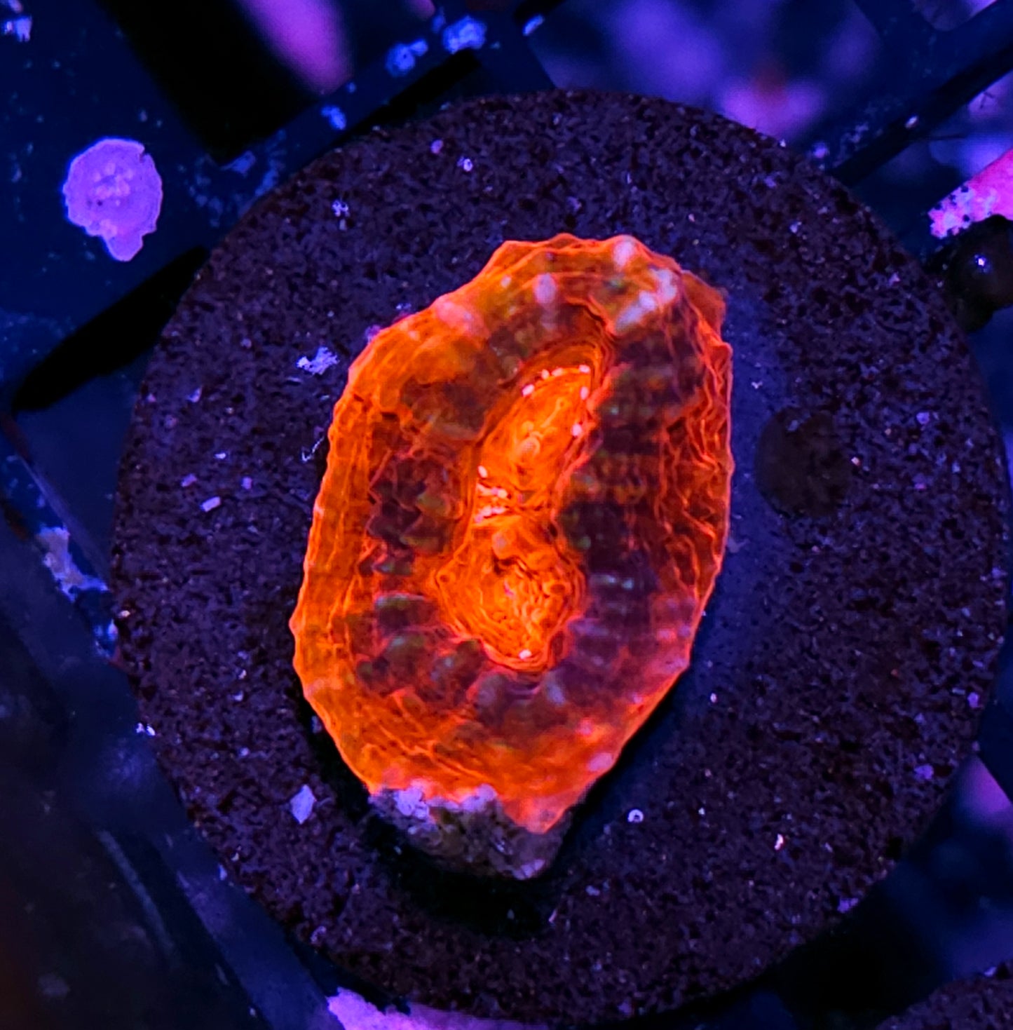 Amoeba Complex Red Rim Chalice