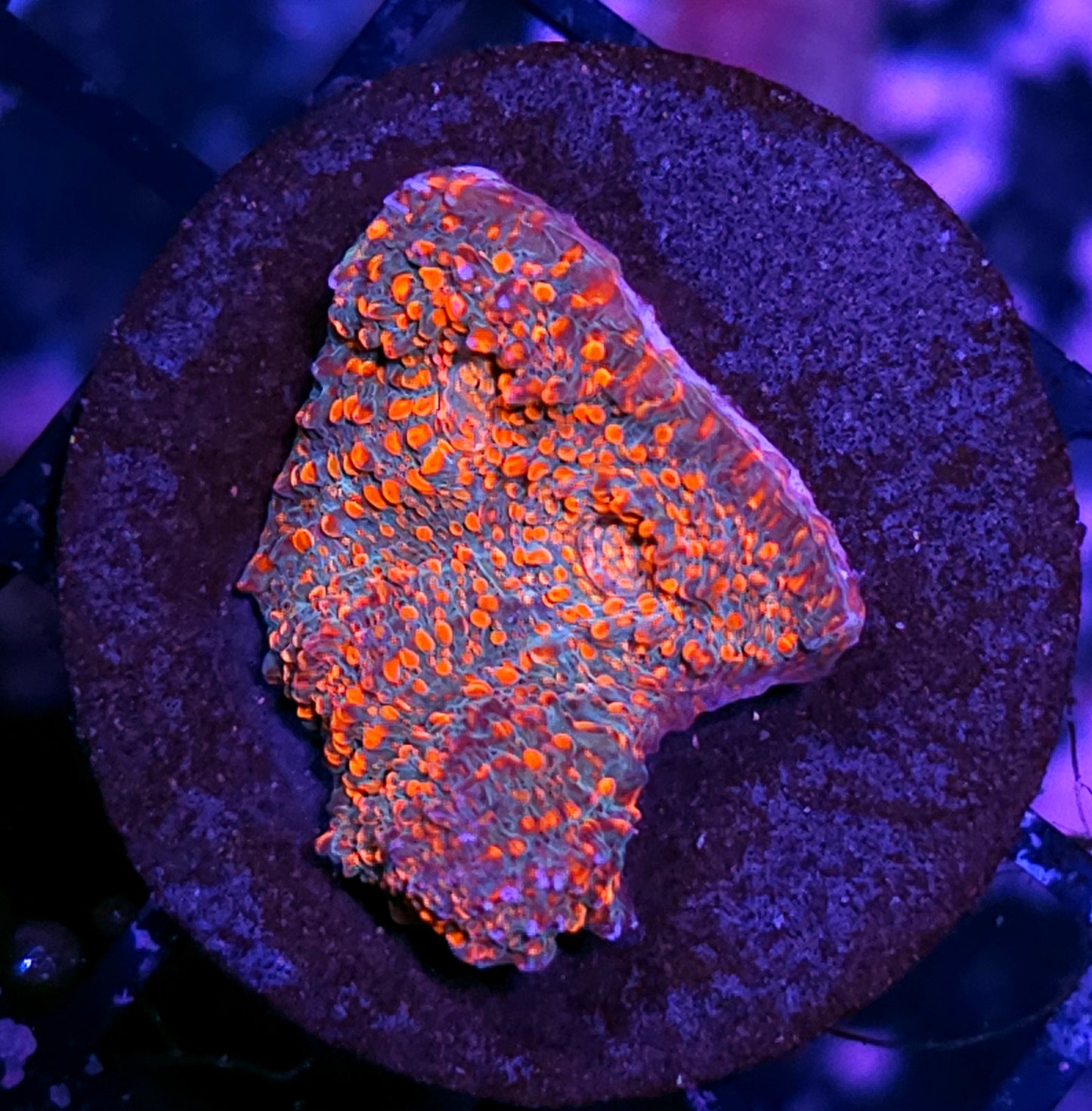 Tropic Bliss Chalice