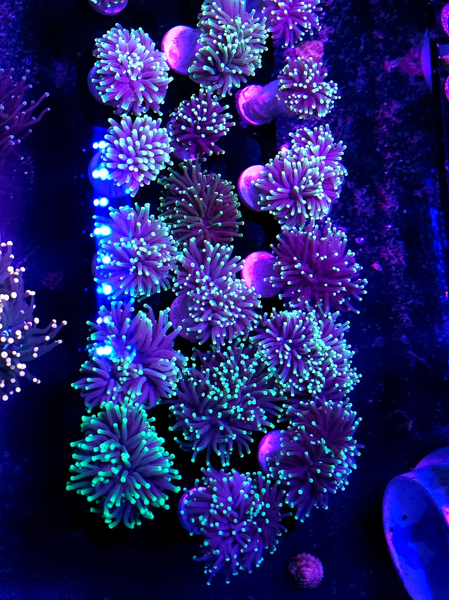 Merlin Torch Customer Appreciation Deal NOT WYSIWYG OUR PICK