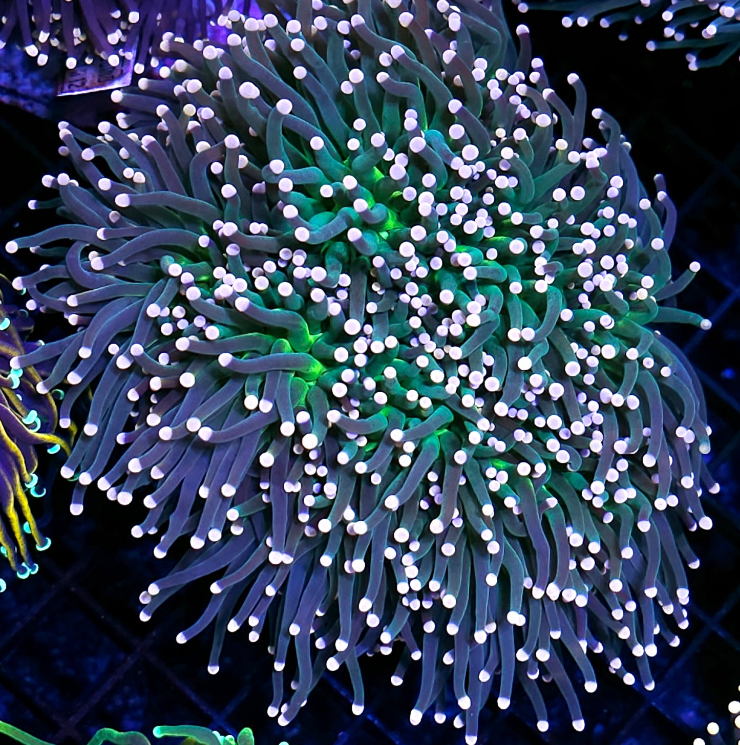 Approx 6 Head Bahama Mama Torch