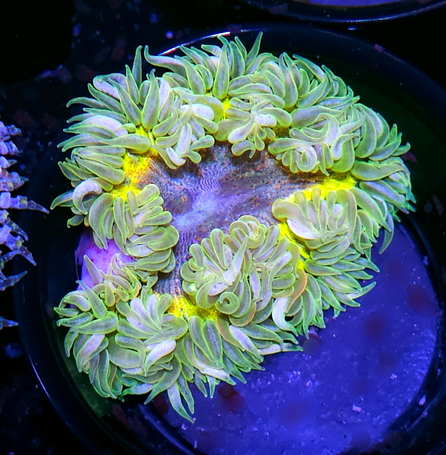 Hand Picked Special Flower Anemone