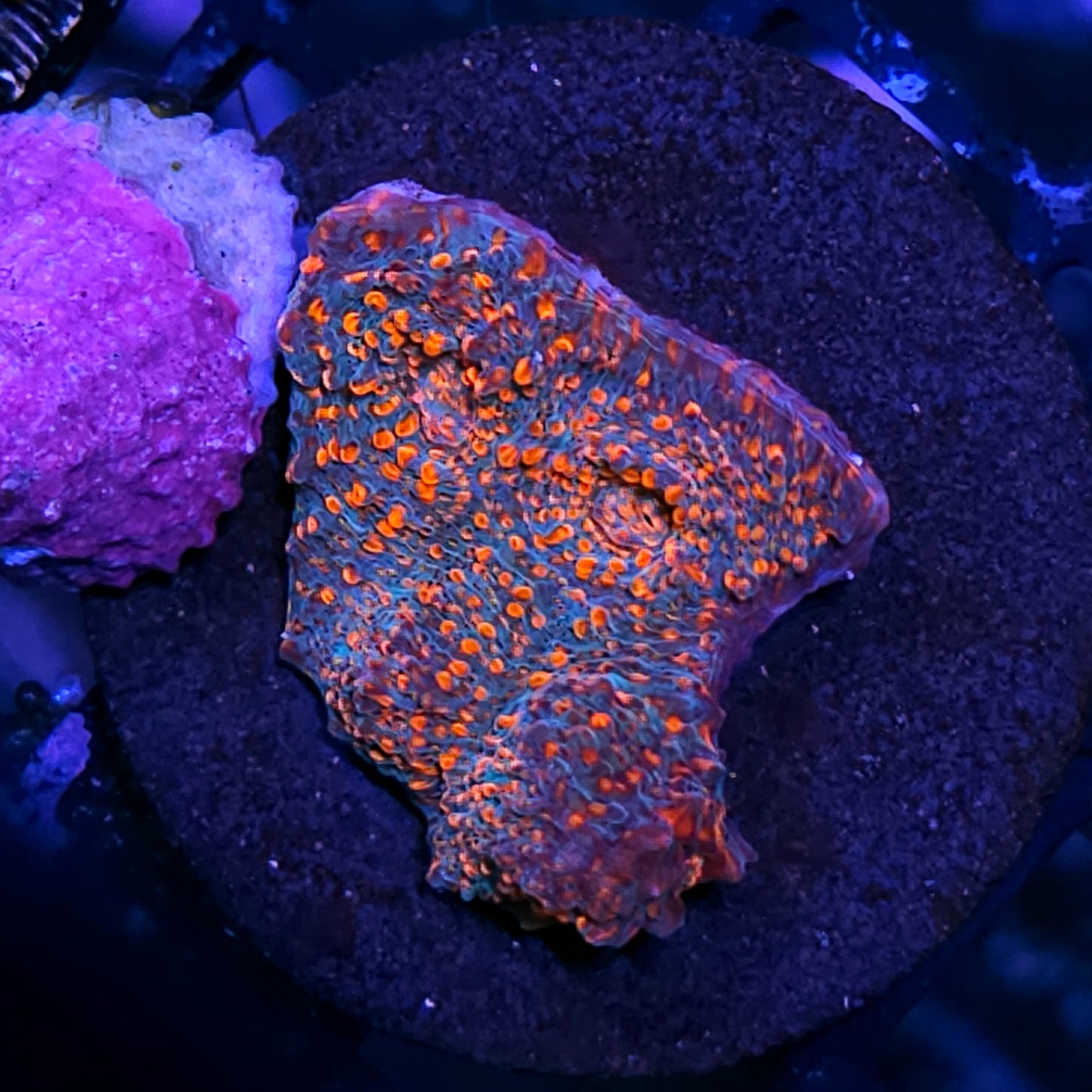 Tropic Bliss Chalice