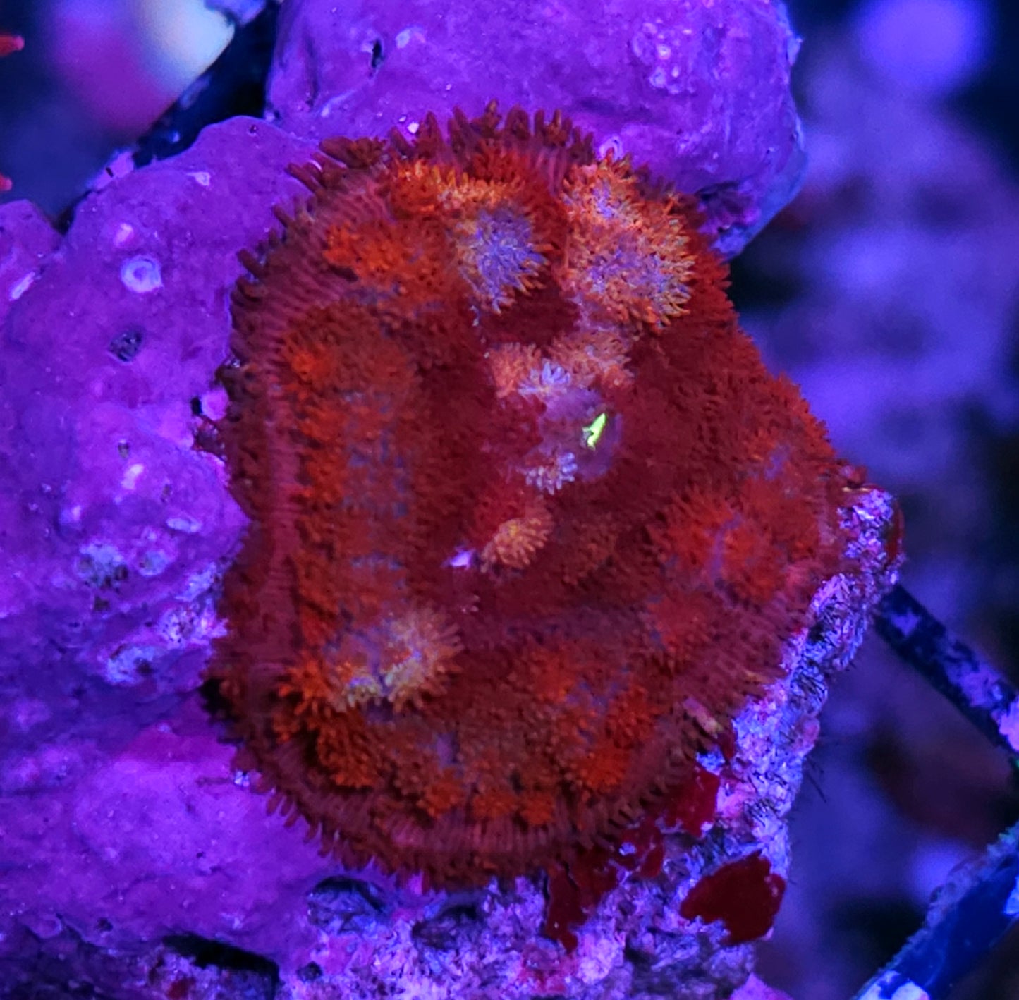 Red Dragon Pom Pom Mushroom RARE