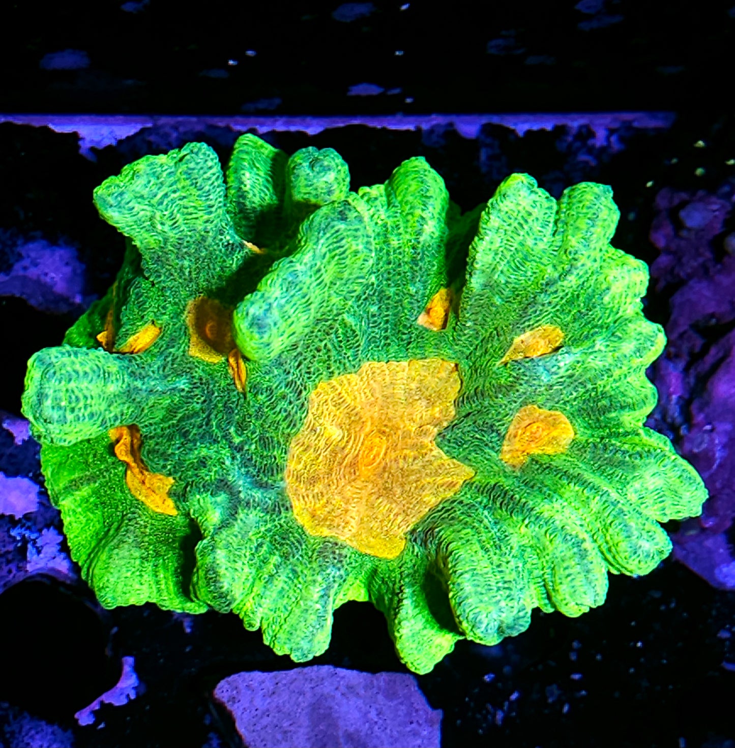 DR Space Invaders Pectinia Colony