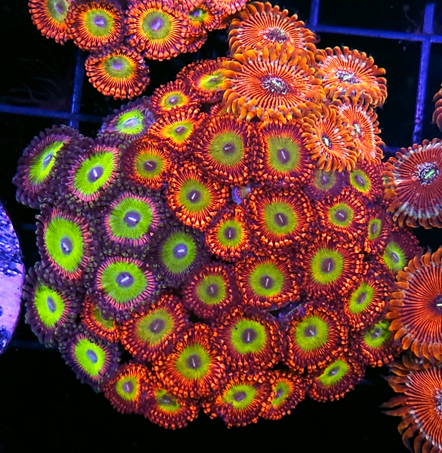 Feral Flamingo, Candy Apple Orange,White Zombie Zoa Colony