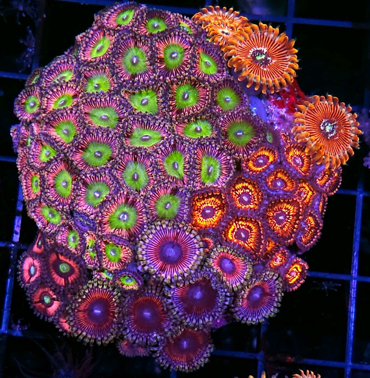 Pink Elephant, Campfire, Cats Eye, White Zombie, and Pink Panther Zoa Colony