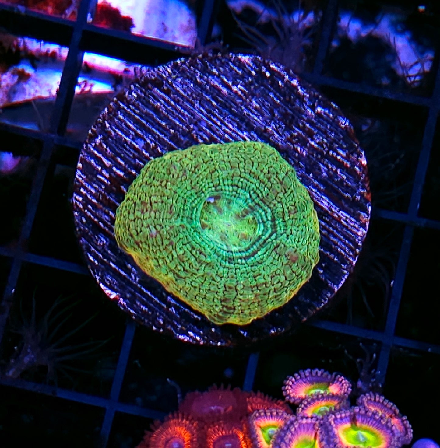 Golden Apple Bowerbanksi RARE