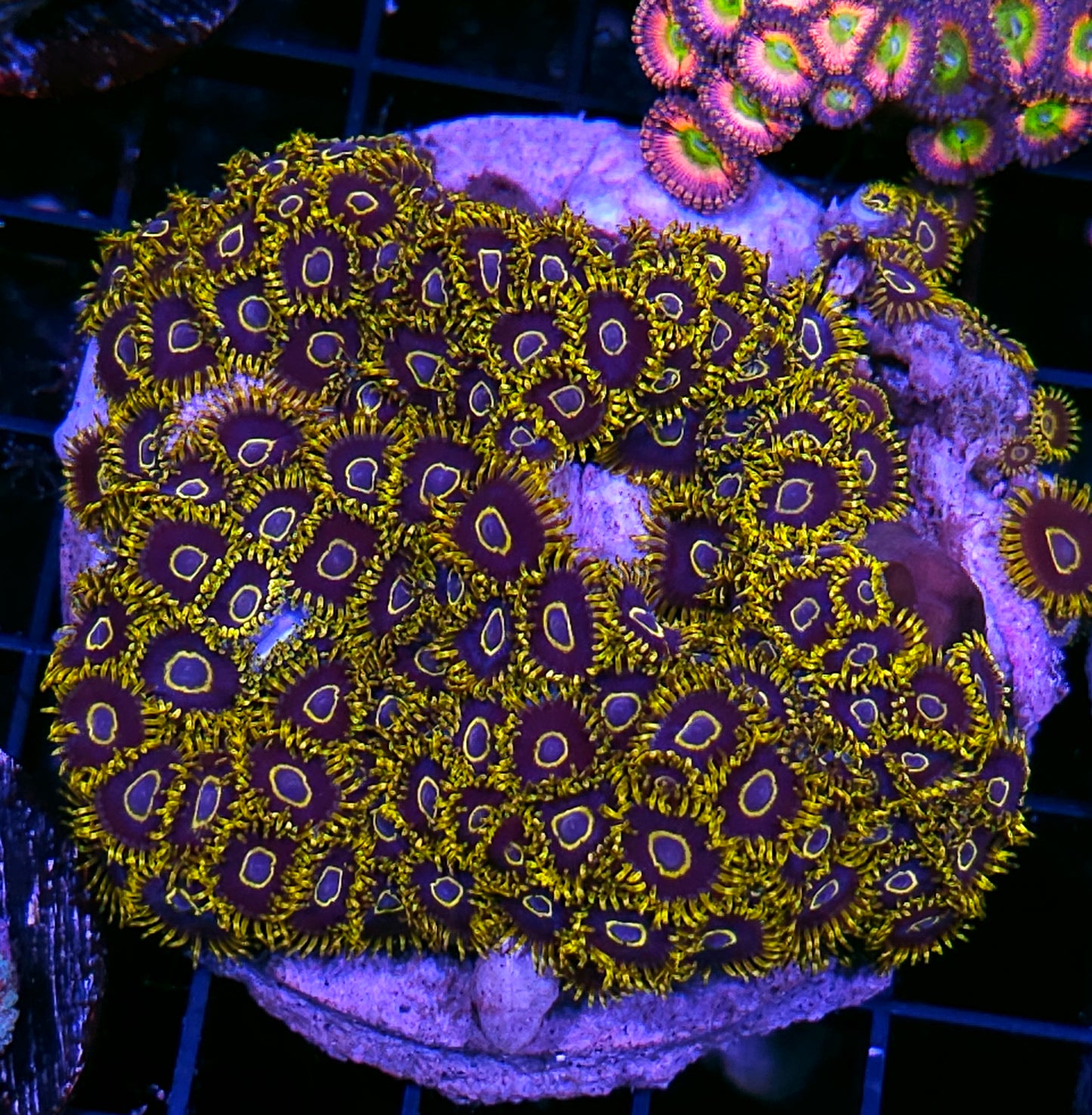 Purple Hornet Zoa Colony OVER 100 POLYPS