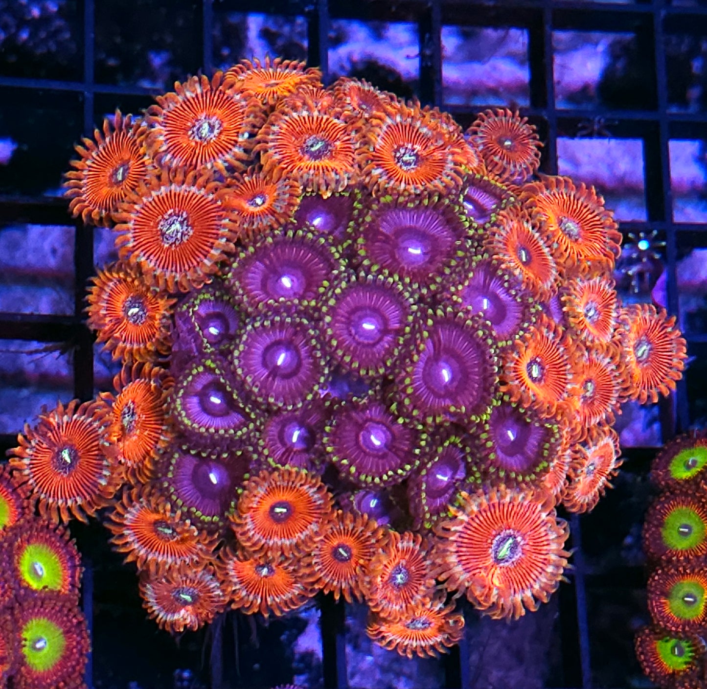 Purple Orchid and White Zombie Mix Zoa Colony