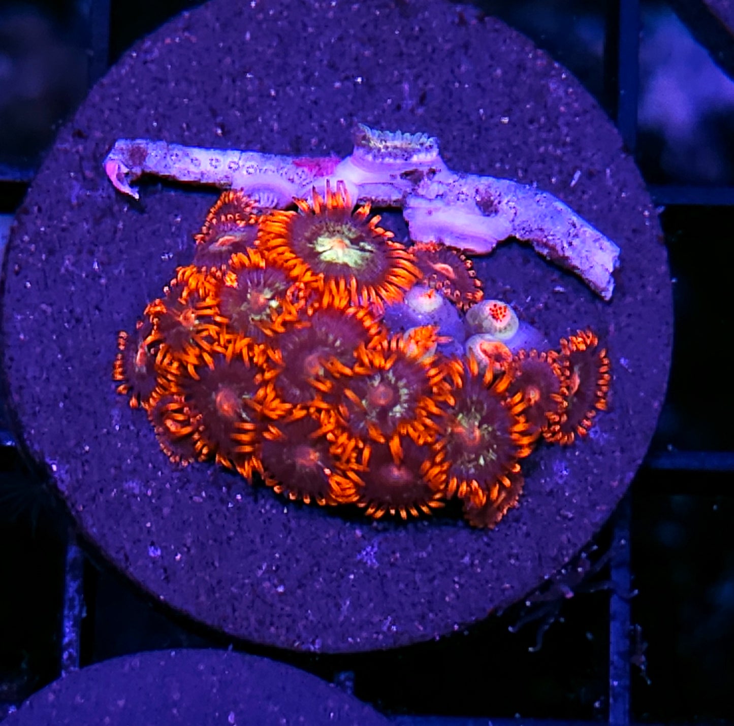 Flash Bang Zoas