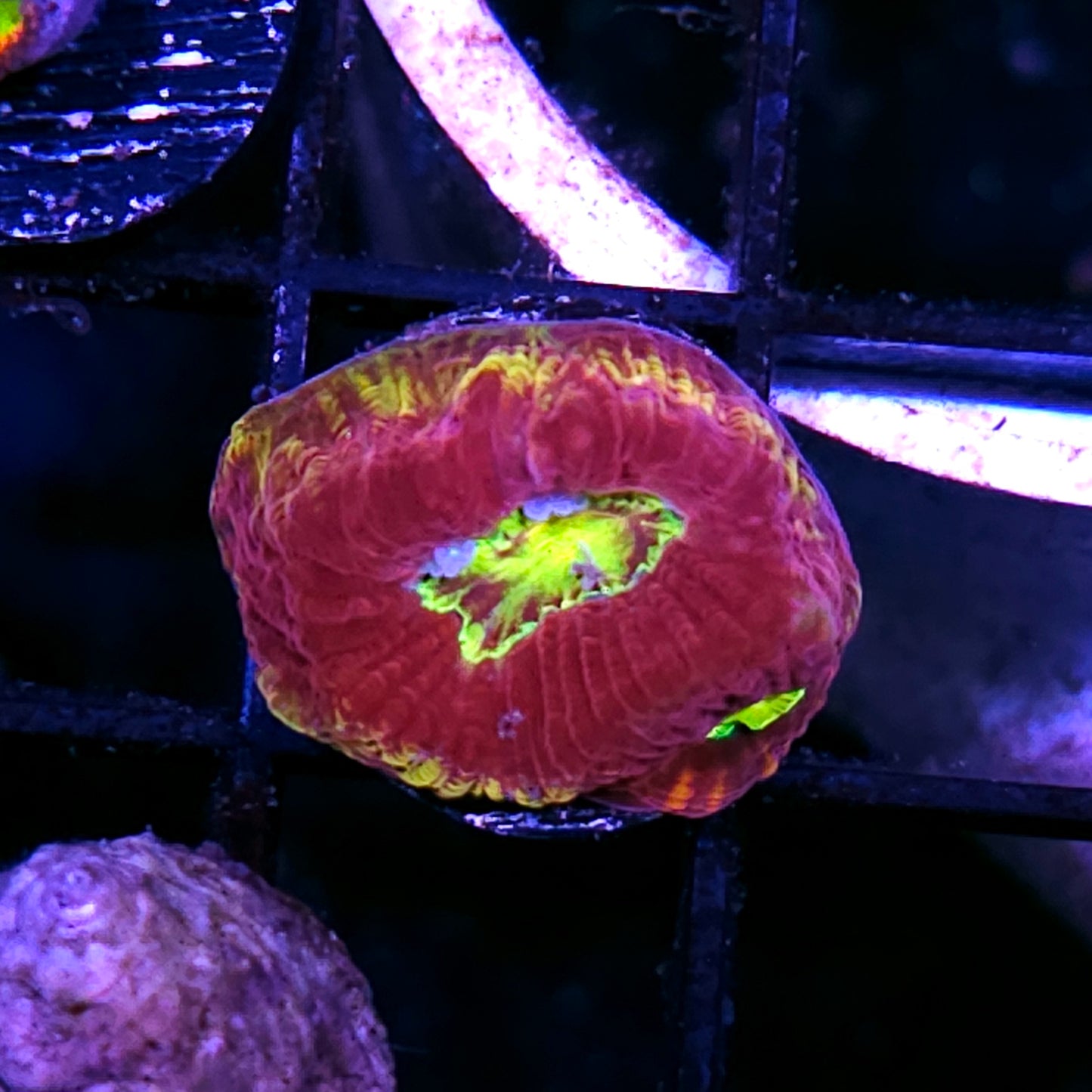 HF General Disarray Favia