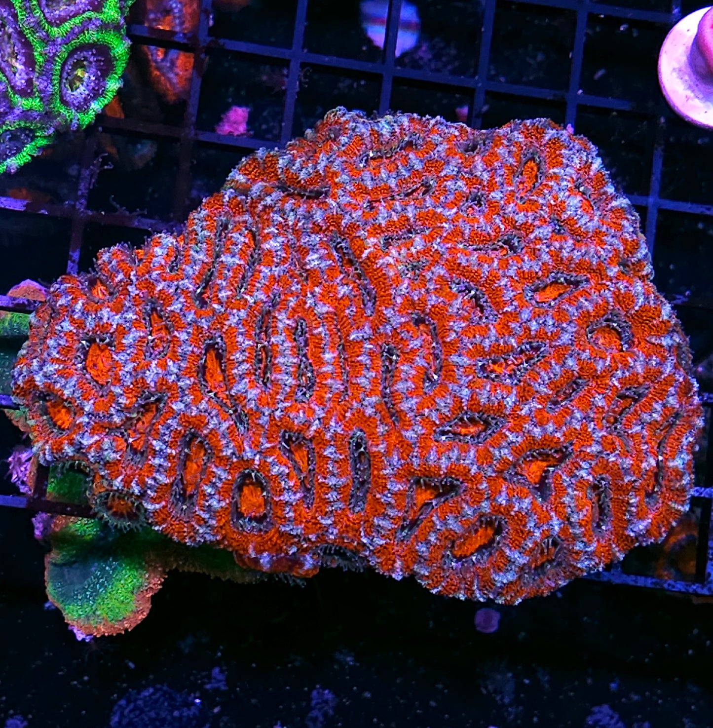 6" Red Dragon Acan Colony