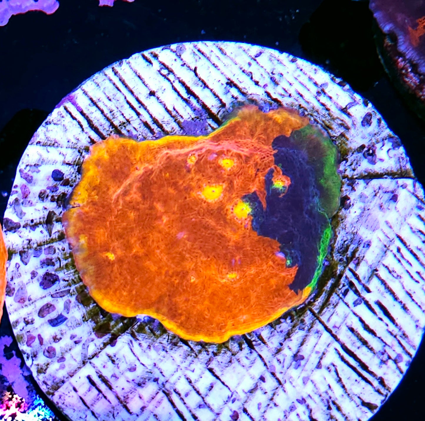 HF Runtz Rainbow Chalice Colony