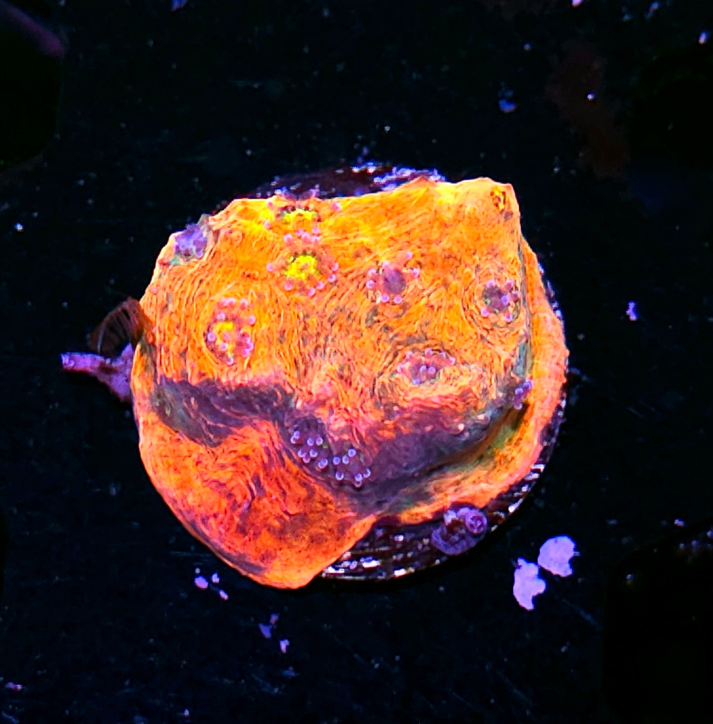 HF Rainbow Swirls Chalice