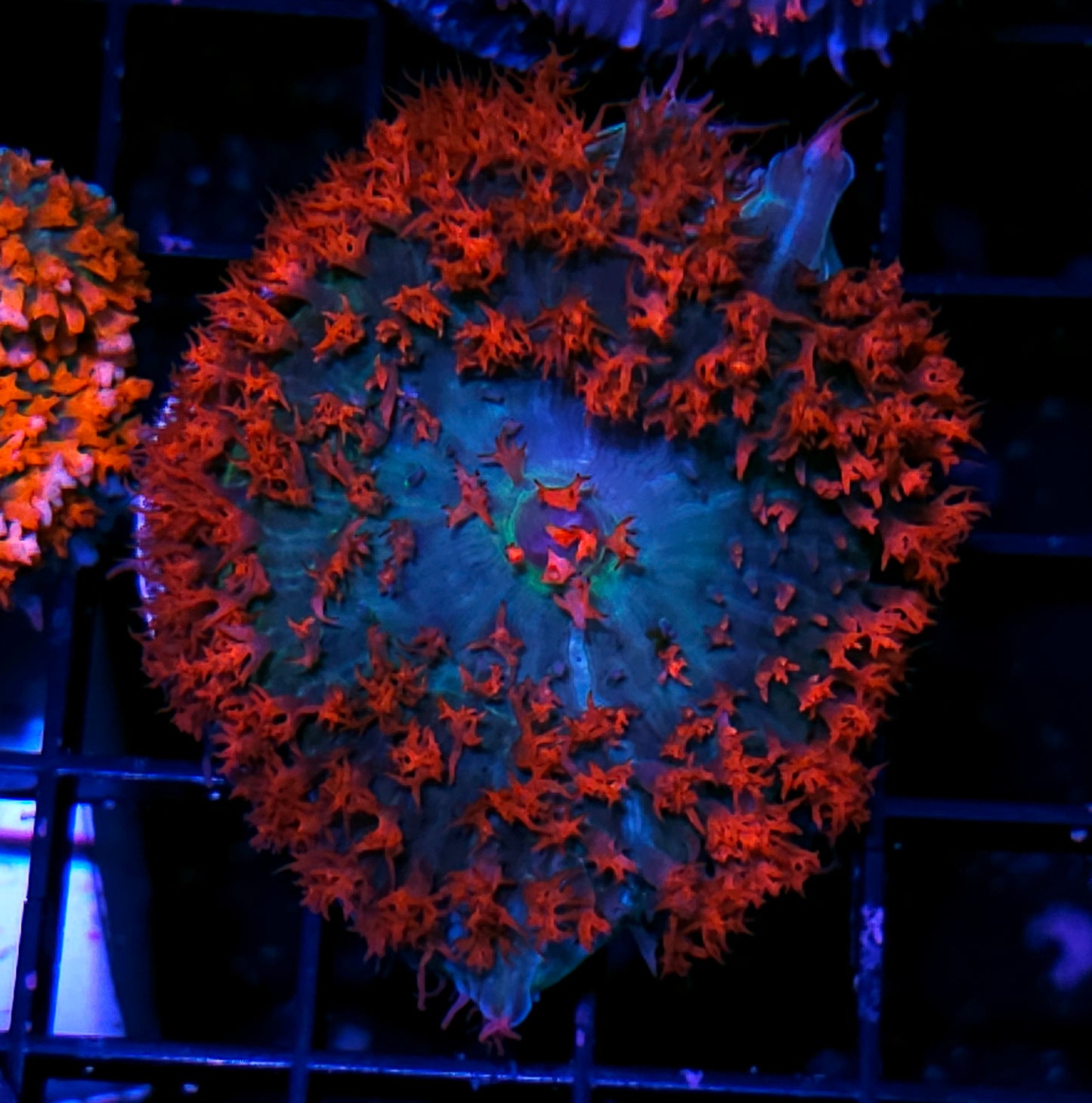 Bad Ass St Thomas Mushroom