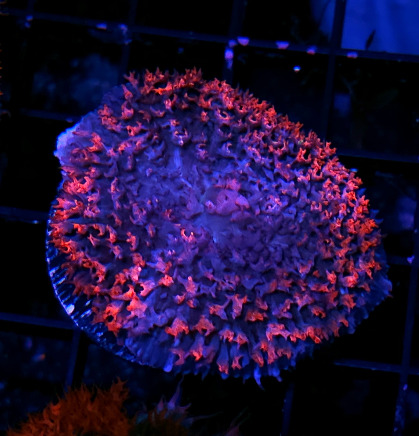 Bad Ass St Thomas Mushroom