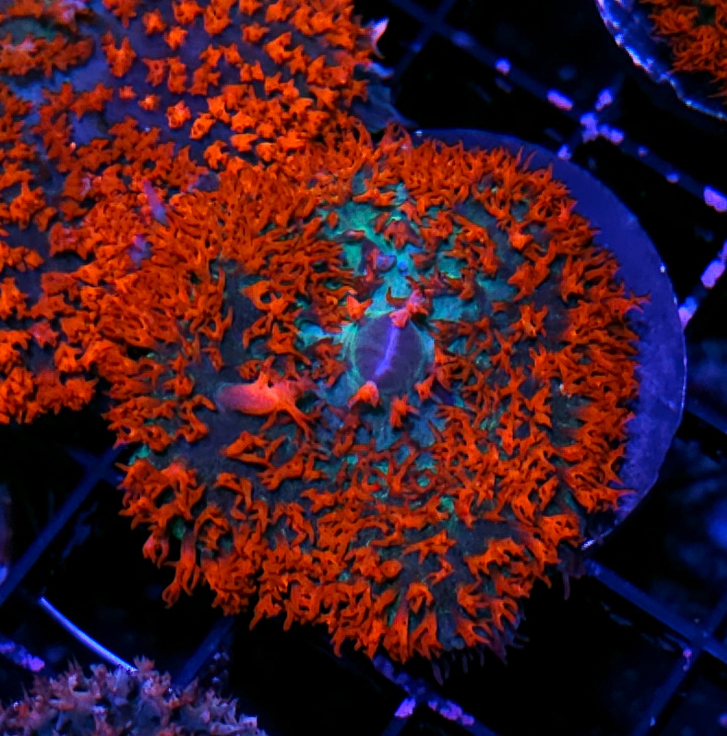 Holy Wow St Thomas Mushroom