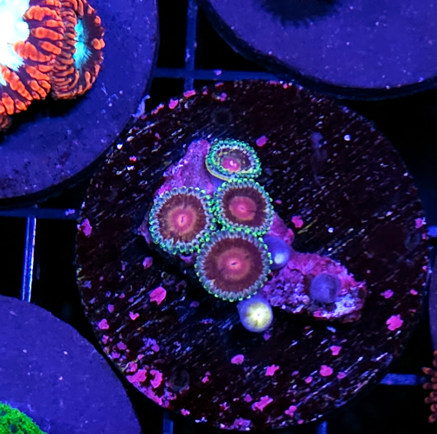 Space Case Zoas