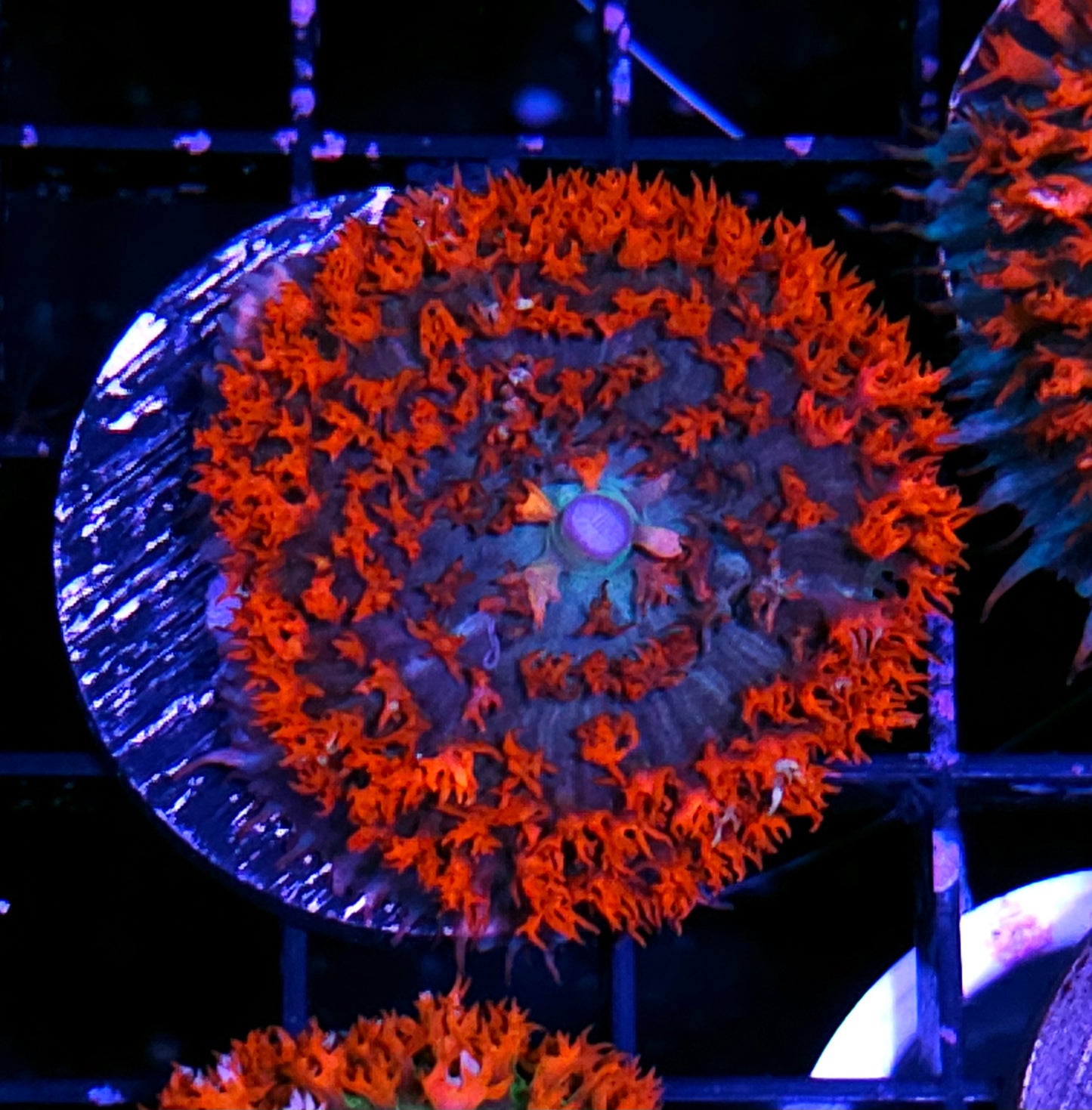 Holy Wow St Thomas Mushroom